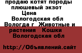 продаю котят породы “плюшевый экзот“ › Цена ­ 4 000 - Вологодская обл., Вологда г. Животные и растения » Кошки   . Вологодская обл.